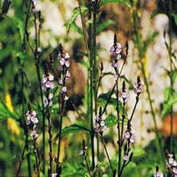 Vervain Bach Flower Remedy